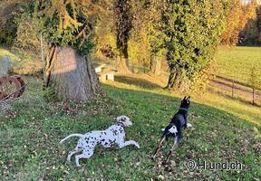 H-und.ch: Experience Switzerland with your dog