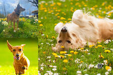 Le réveil du printemps : La nature sort de son sommeil hivernal