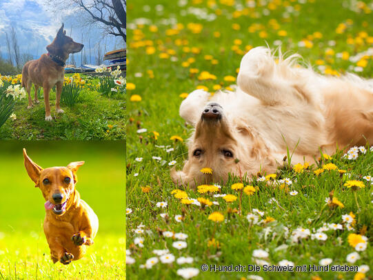 H-und.ch: Experience Switzerland with your dog