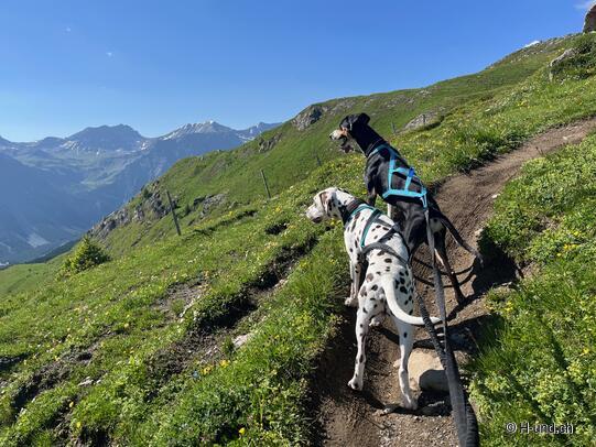Fit for the hiking season: preparation with a dog