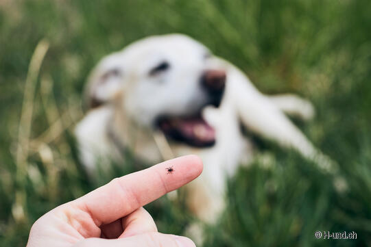 H-und.ch: Ticks dog