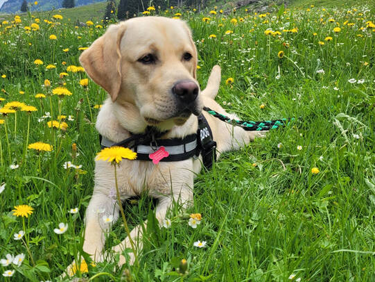 03. Lucky, Seealpsee (AI)