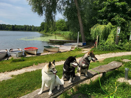 05.Misaki (Shikoku), Hoshi (Shiba) und Koro, Burgäschisee (SO)