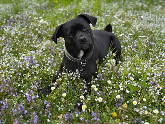 06. Jarno, Selveareal in Thun (BE)