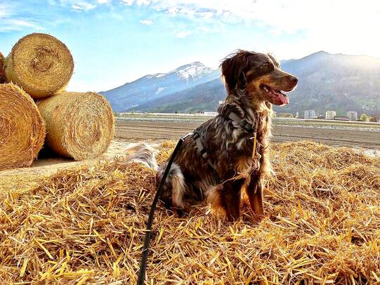 07. Chino, Landquart (GR)