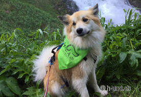 Jakobsweg mit Hund Schweiz