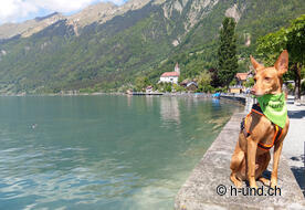 Brenes on Lake Brienz.