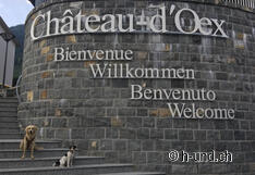 Les chiens sont les bienvenus ici.